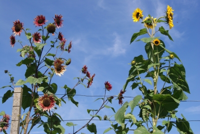 Zwei Sonnenblumen am Zaun