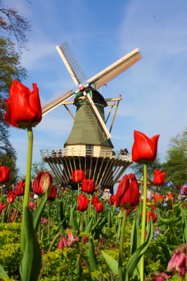 Windmühle im Frühling