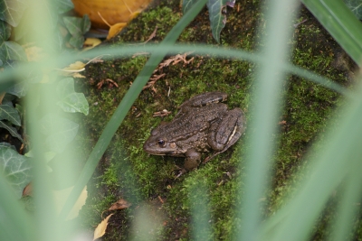 Frosch am Teichrand