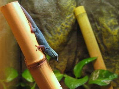 Gecko, lygodactylus williamsi
