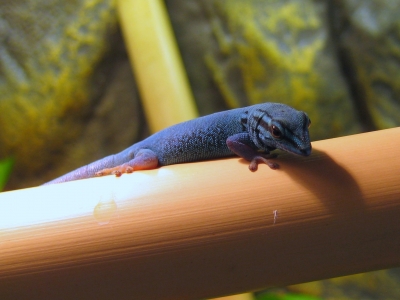 Gecko, lygodactylus williamsi