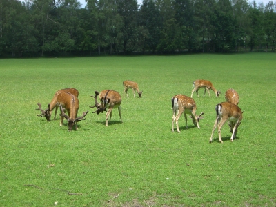 Wildpark