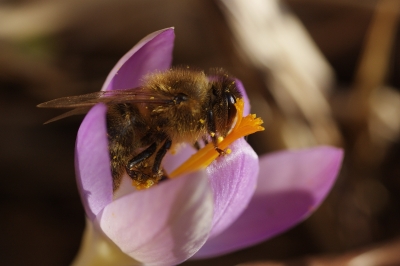 beim Pollensammeln