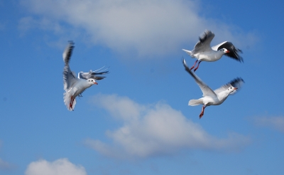 Möwen im Flug