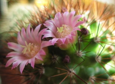Mini-Kaktusblüten