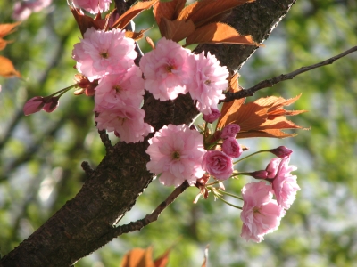 Zierkirsche in rosa Blüte