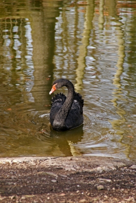 Trauerschwan - Schwarzschwan