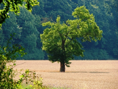 Solobaum im Kornfeld