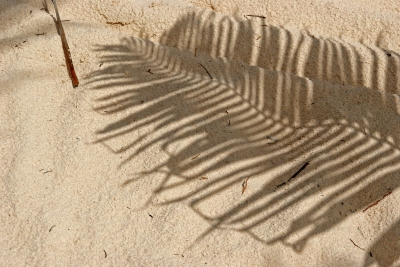 Palmenwedel-Schatten
