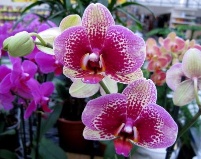 Orchideenzauber 5