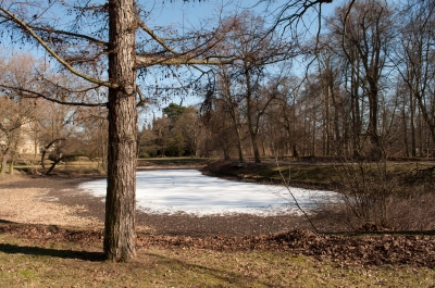 zugefrorener Teich im Sonnenlicht