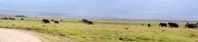 Elefanten auf Tour