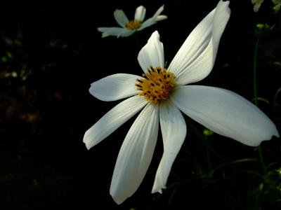 Blüte am Abend