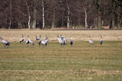 Kraniche auf Futtersuche