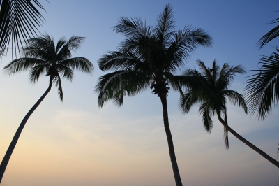 Kokospalmen in der Abenddämmerung