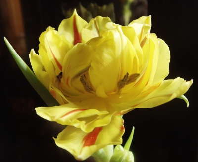 Gefüllte Tulpe - wie ein Sonnenschein