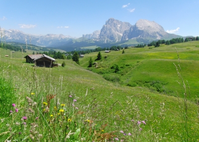 Blumenwiese auf der Seiser Alm