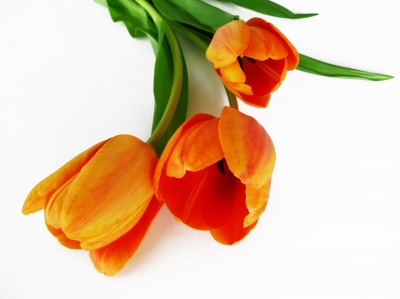 Tulpen