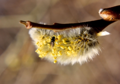 Mit den Blüten kommen die Insekten