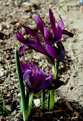 Blütenblätter in violett