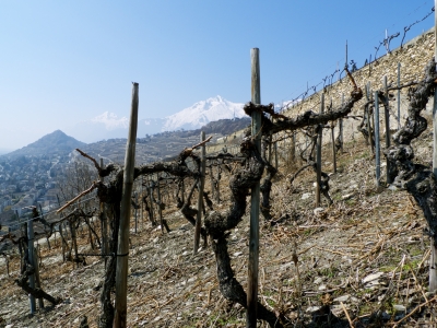 Weinberg im Frühjahr