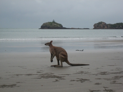 Känguruh am Strand