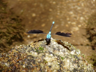 Blaue Libelle