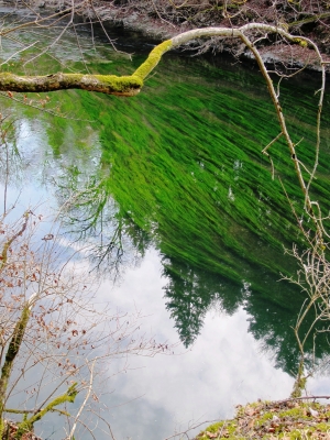 Grünes Wasser