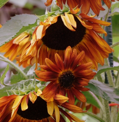 braun-gelbe Sonnenblume
