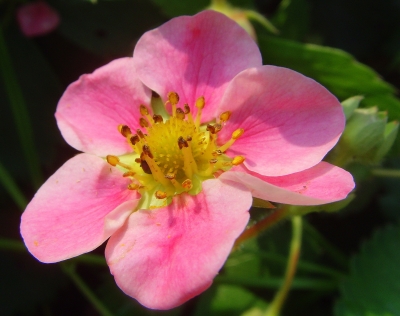 Rosa Traum - Erdbeerblüte