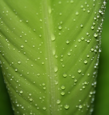 Water Drops on Green Plant