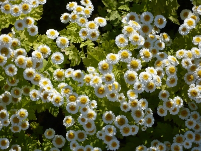 Blätter u. Blumen