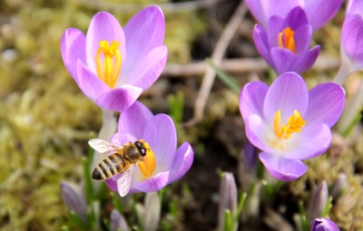 Bienchen