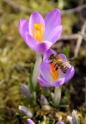 Bienenbesuch