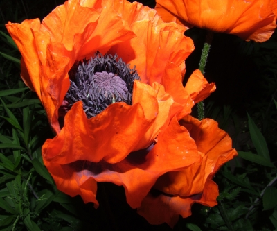 Papaver orientale