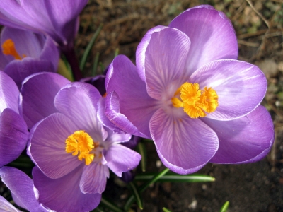 Krokusblüten