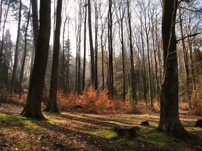 morgens im pfälzer wald