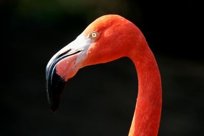 roter Flamingo - Kopfstudie