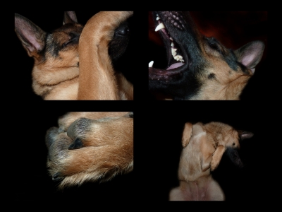Collage Schäferhund