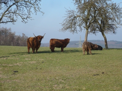 Hochlandrinder im Sauerland