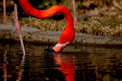 roter Flamingo - Futtersuche