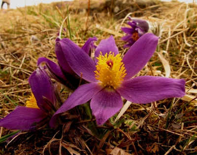 Blütenschönheit - Pulsatilla vulgaris