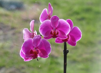 Orchideen im Fenster