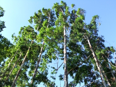 Eukalyptus baum