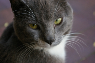 Katze mit elegantem Blick