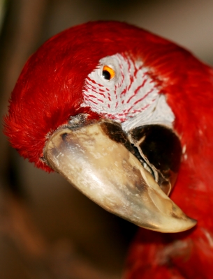 Tierpräperat - Papageienkopf