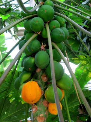Im Tropenhaus: Papaya