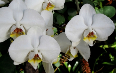 Im Tropenhaus: Phalaenopsis