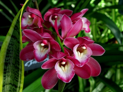 Im Tropenhaus: Orchideen