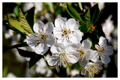 Kirschblüten